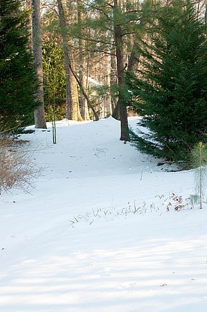 snowy