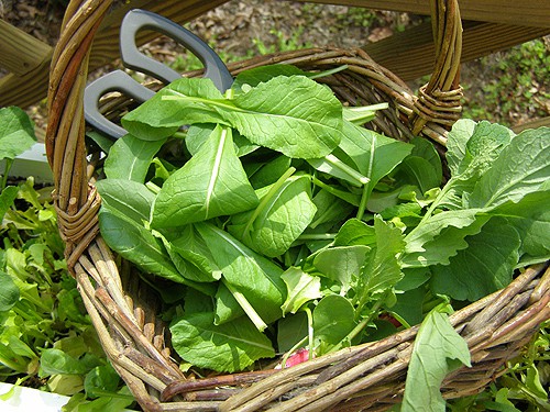 A basket filled with salad greens and garden shears.