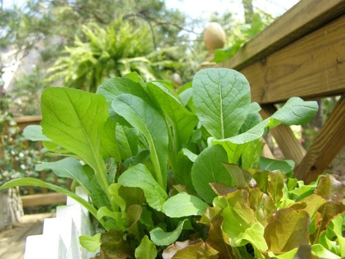 More salad greens growing in a planter on my deck.