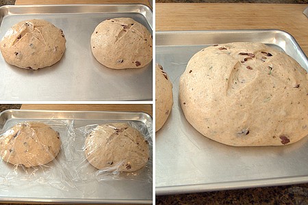 Olive-Rosemary French Toast Two loaves of bread formed and rising on a baking sheet.