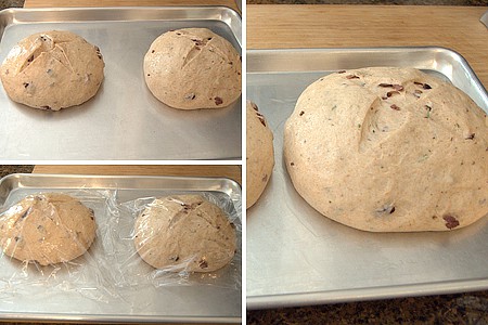 Two loaves of bread formed and rising on a baking sheet.