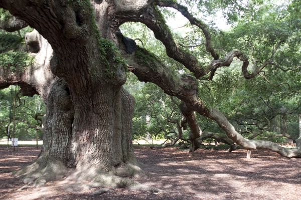 The majestic Angel Oak, John's Island, South Carolina - 1500 years old and the oldest living thing east of the Mississippi River.  https://www.lanascooking.com/angel-oak/