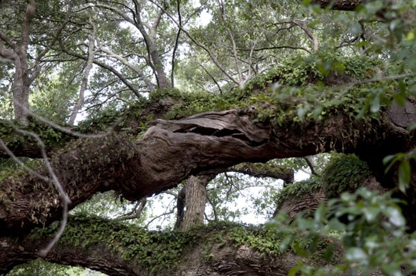 The majestic Angel Oak, John's Island, South Carolina - 1500 years old and the oldest living thing east of the Mississippi River.  https://www.lanascooking.com/angel-oak/