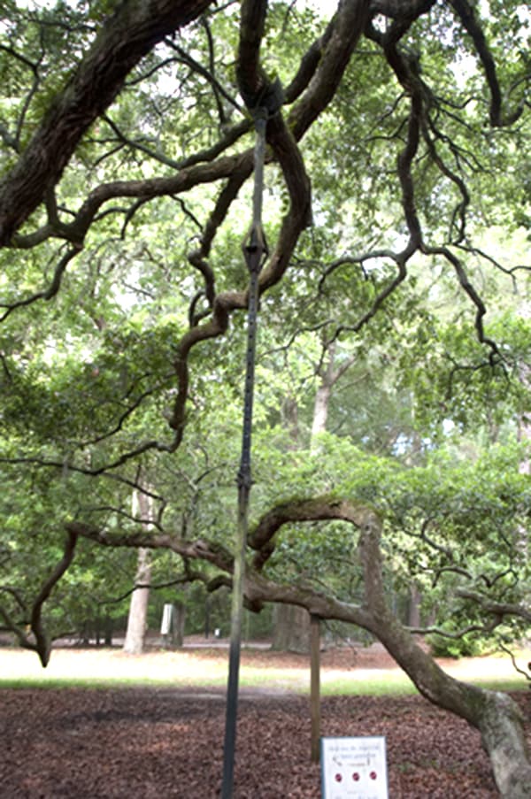 The majestic Angel Oak, John's Island, South Carolina - 1500 years old and the oldest living thing east of the Mississippi River.  https://www.lanascooking.com/angel-oak/