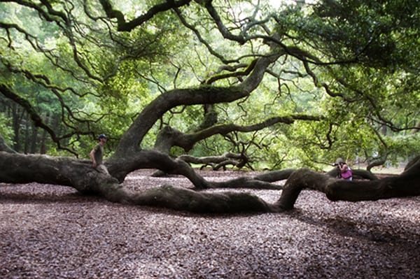 Angel Oak, John's Island, South Carolina The majestic Angel Oak, John's Island, South Carolina - 1500 years old and the oldest living thing east of the Mississippi River. https://www.lanascooking.com/angel-oak/