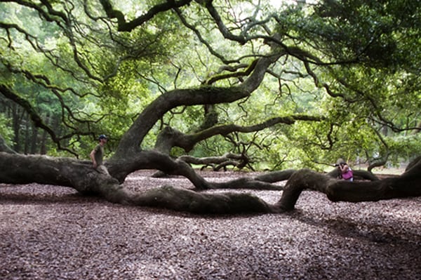 The majestic Angel Oak, John's Island, South Carolina - 1500 years old and the oldest living thing east of the Mississippi River.  https://www.lanascooking.com/angel-oak/