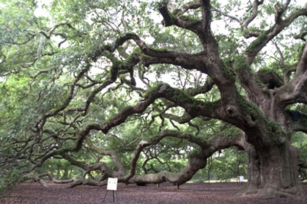 The majestic Angel Oak, John's Island, South Carolina - 1500 years old and the oldest living thing east of the Mississippi River.  https://www.lanascooking.com/angel-oak/