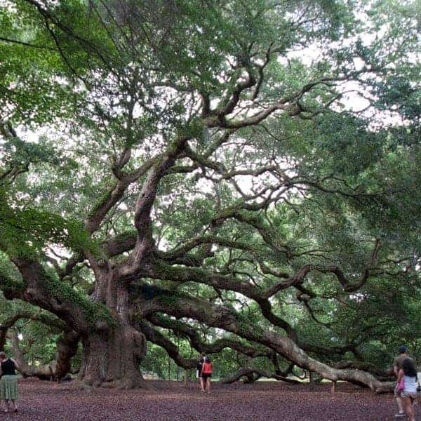 The majestic Angel Oak, John's Island, South Carolina - 1500 years old and the oldest living thing east of the Mississippi River. https://www.lanascooking.com/angel-oak/