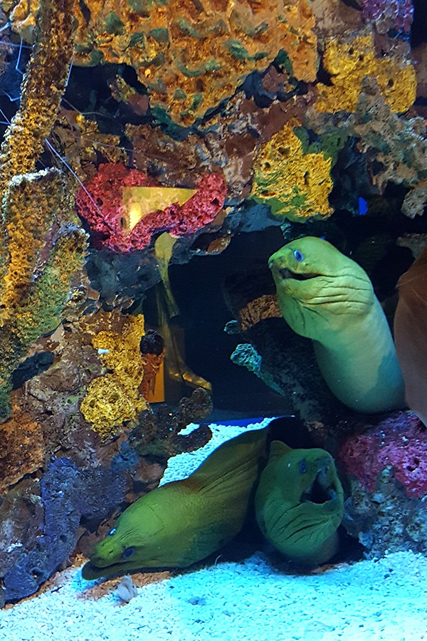 Moray Eels at Ripley's Aquarium https://www.lanascooking.com/myrtle-beach