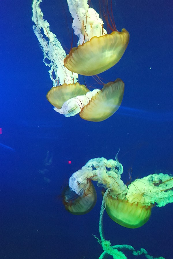 Jellyfish at Ripley's Aquarium - Myrtle Beach - https://www.lanascooking.com/myrtle-beach