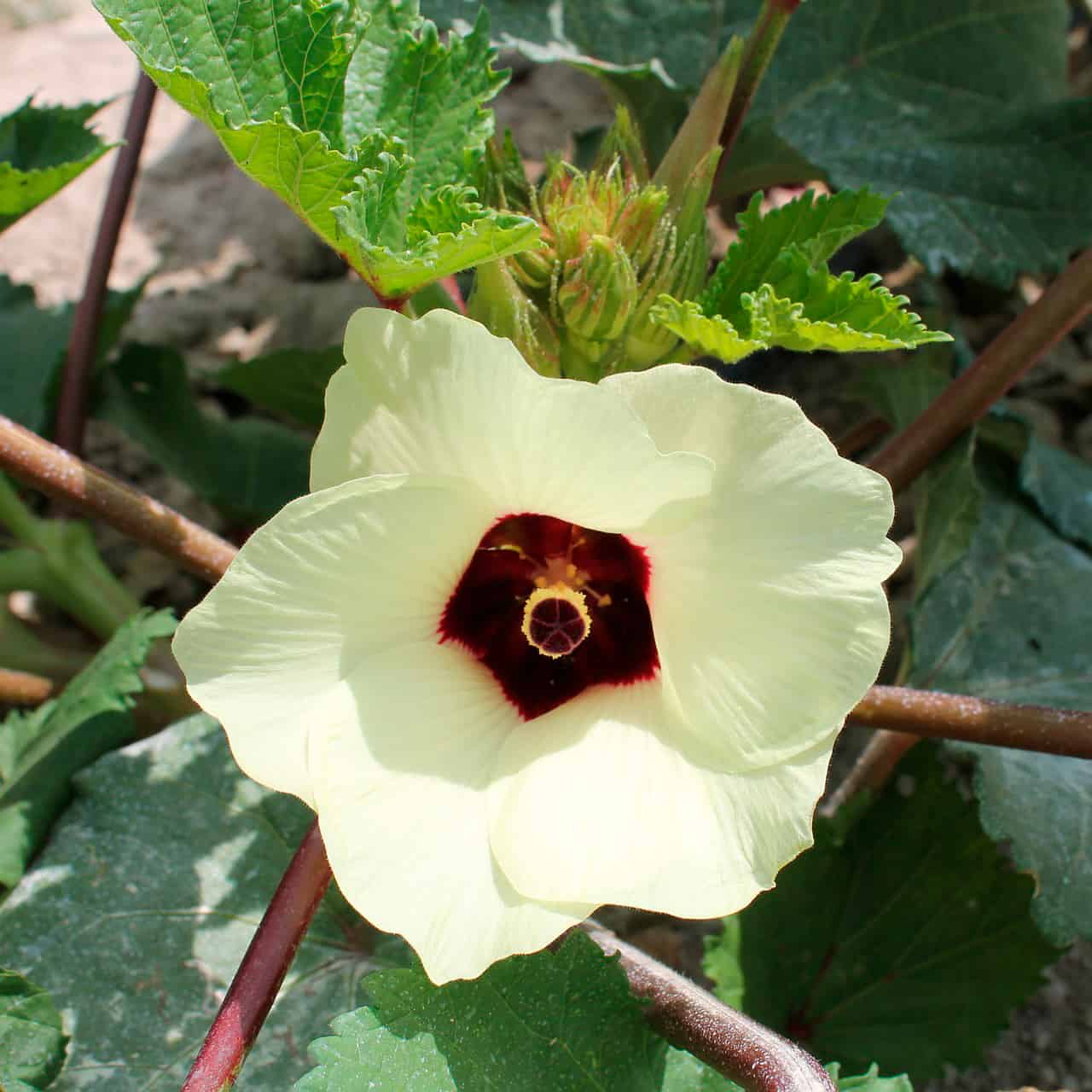 Flowering blossom on an okra plant.