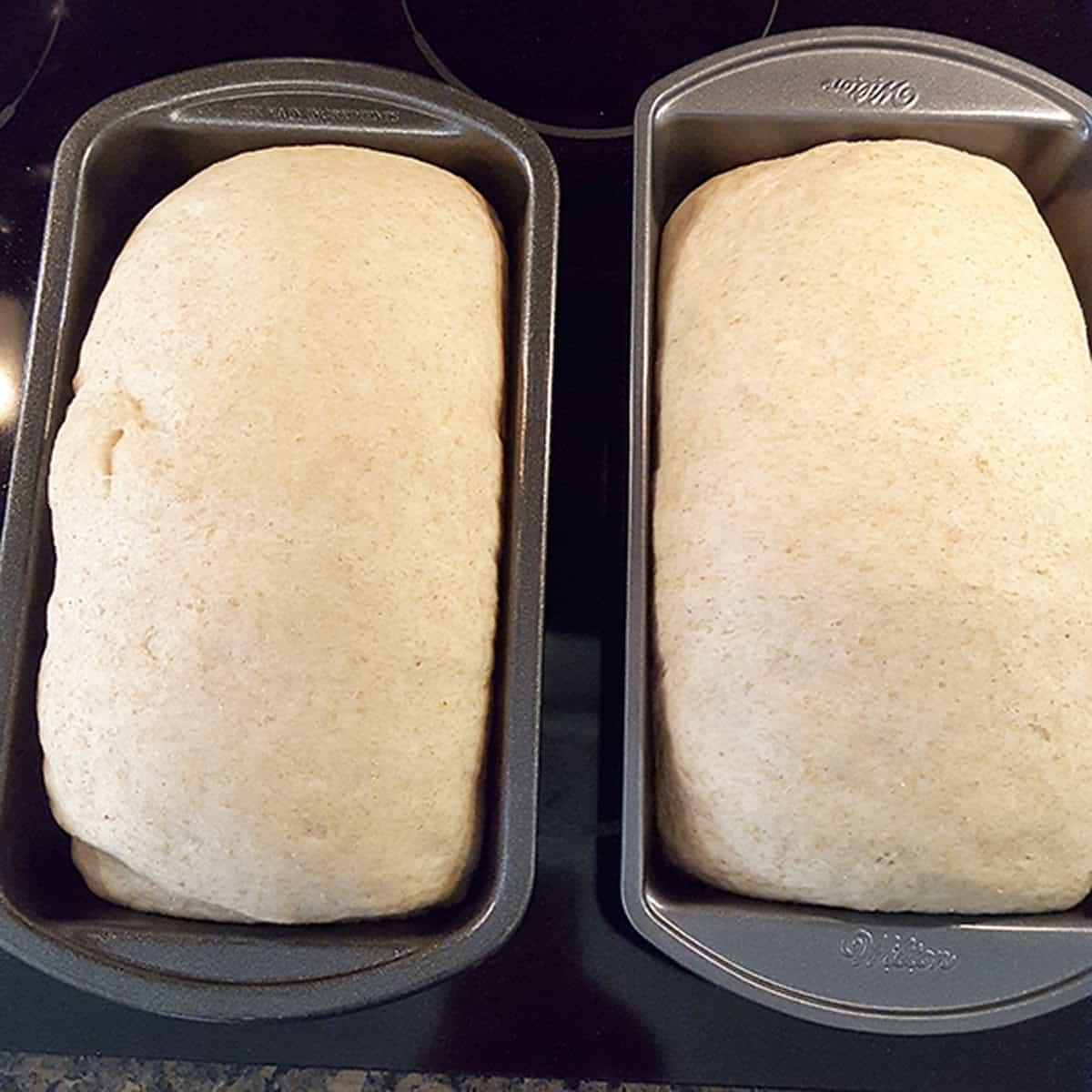 Two loaves of unbaked bread dough resting in metal loaf pans.