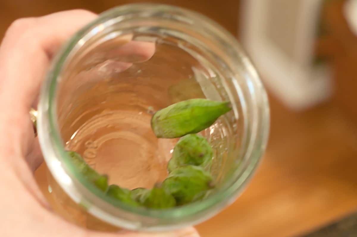 Preparing pickled okra Filling a jar with okra pods.