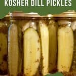 Canning jars filled with finished kosher dill pickles.